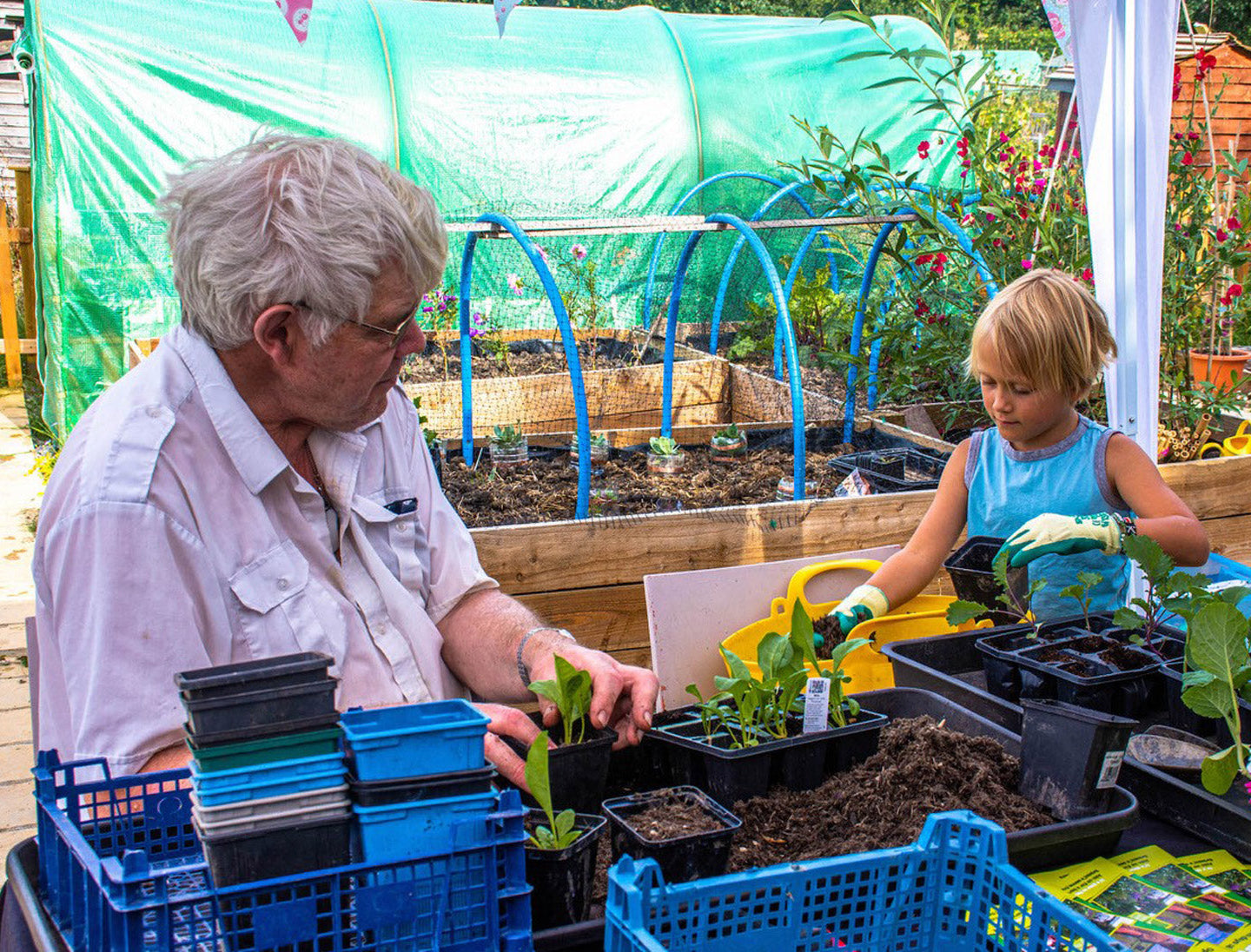 Alive in the Allotment