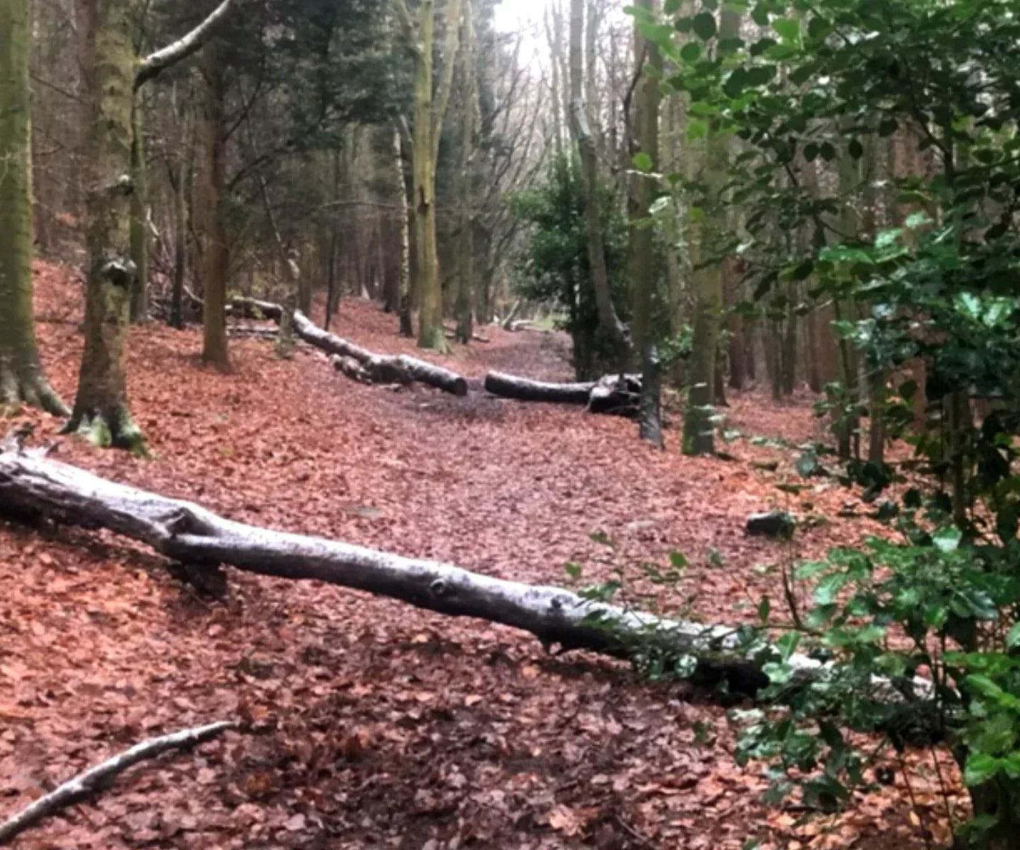 Autumn leaves on the trail