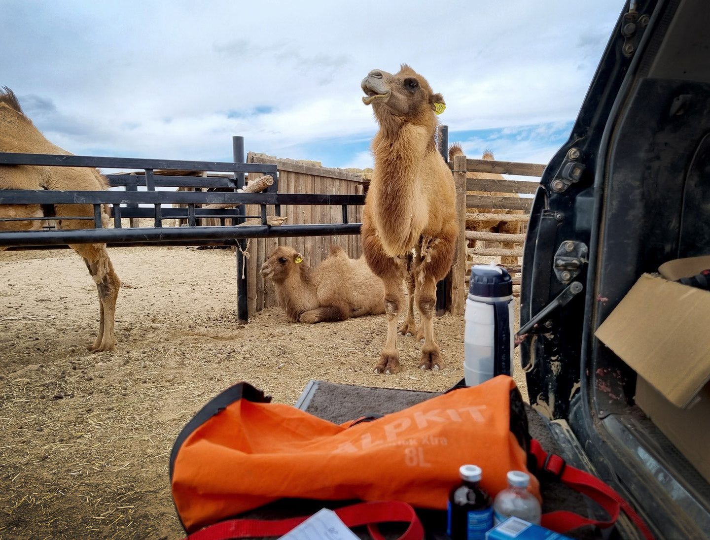 Protecting the wild camel