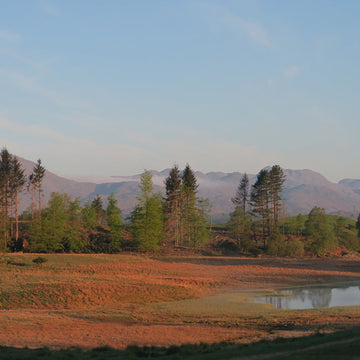 Running after the Asparagus