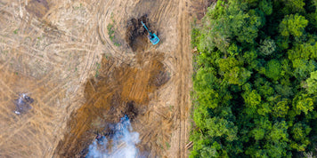 Sleeping Under Trees, Not Over Them .