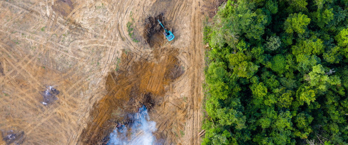 Deforestation and the Outdoor Industry