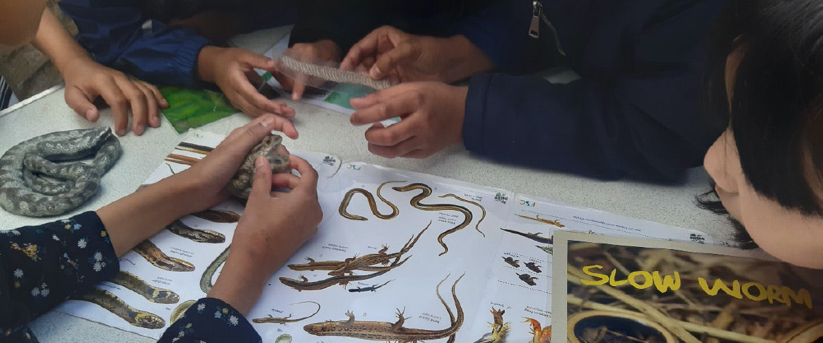 Froglife for positive life