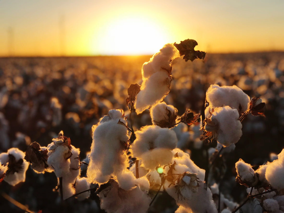What Is Regenerative Cotton? Benefits, Challenges & Alpkit’s 2027 Plan