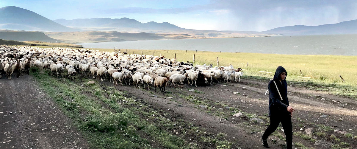 Sturgeon Odyssey - the middly bit